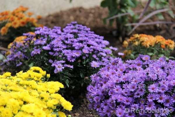 purple asters and yellow and orange mums