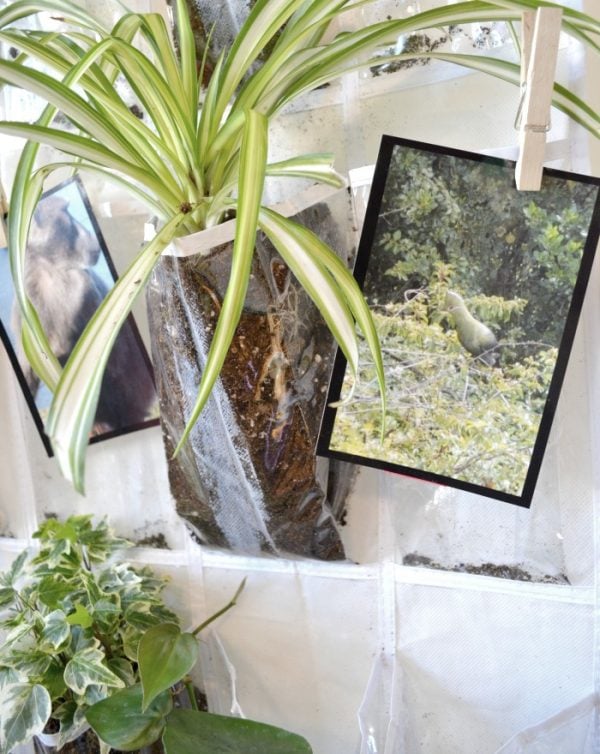vertical plant hanger clipping