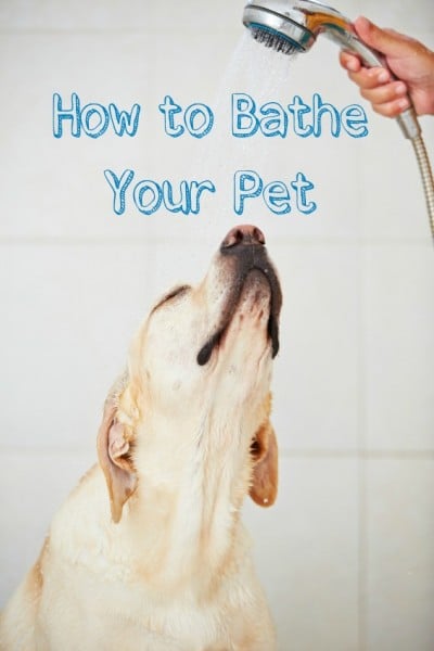 How to Bathe Your Pet - Tipsaholic.com