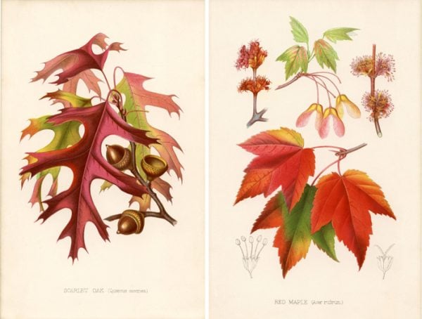 25 Free Natural History Images for Fall