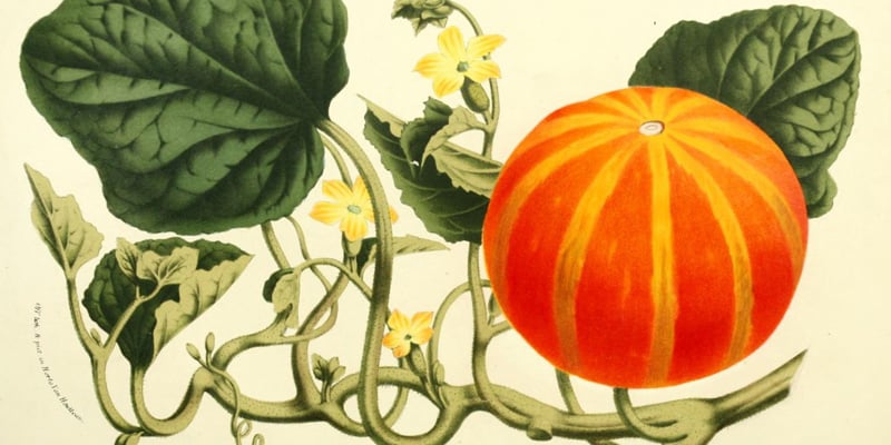 25 Free Vintage Nature Images for Fall